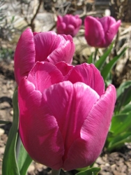 blühende Tulpen